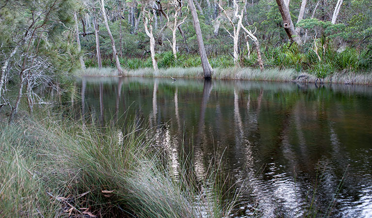 White Sands walk and Scribbly Gum track, Jervis Bay National Park. Photo: Michael Van Ewijk