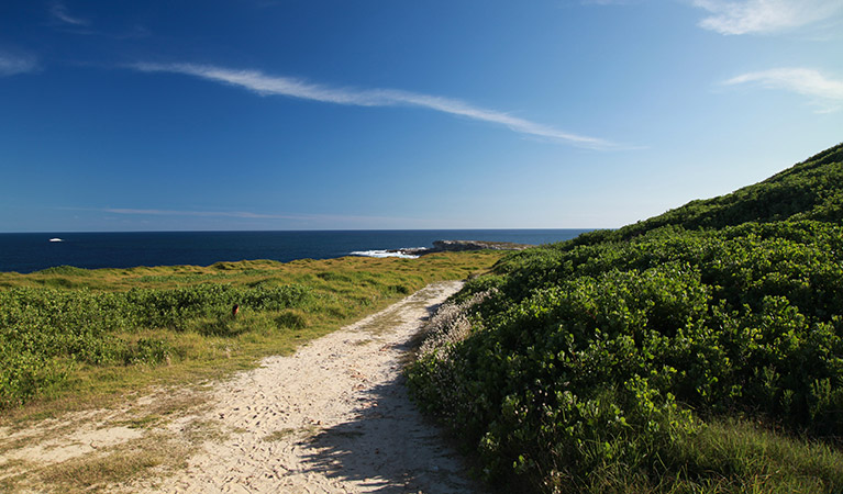 Burrawang walk, Kamay Botany National Park. Photo: Andrew Richards