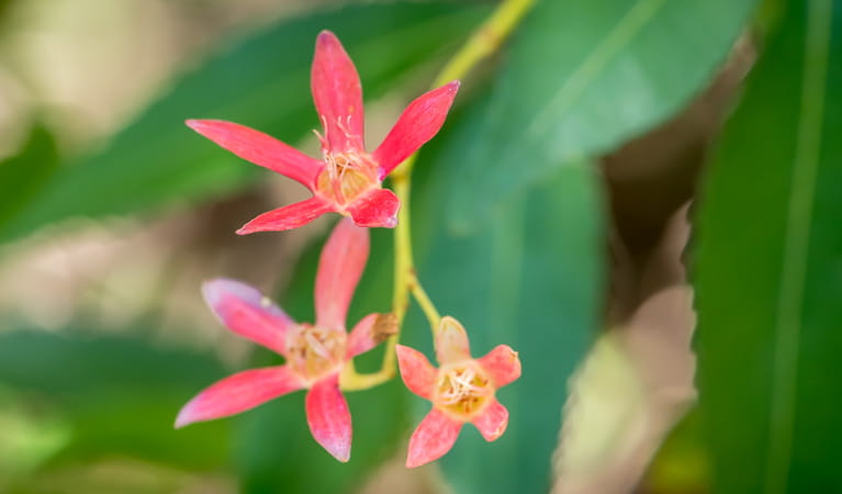Wildflowers in Kamay Botany Bay National Park. Photo: John Spencer