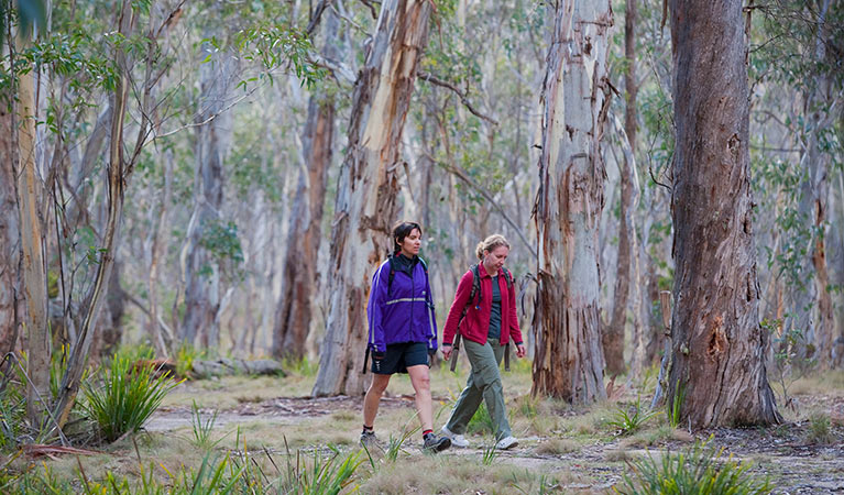 Morong Falls Trail, Kanangra-Boyd National Park. Photo: Nick Cubbin