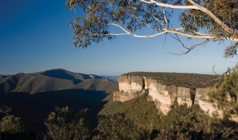 Kanangra Boyd National Park. Photo: Botanic Gardens Trust/Simone Cottrell