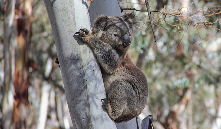 Koala (Phascolarctos cinereus), Karuah Nature Reserve. Photo: Lucy Morrell