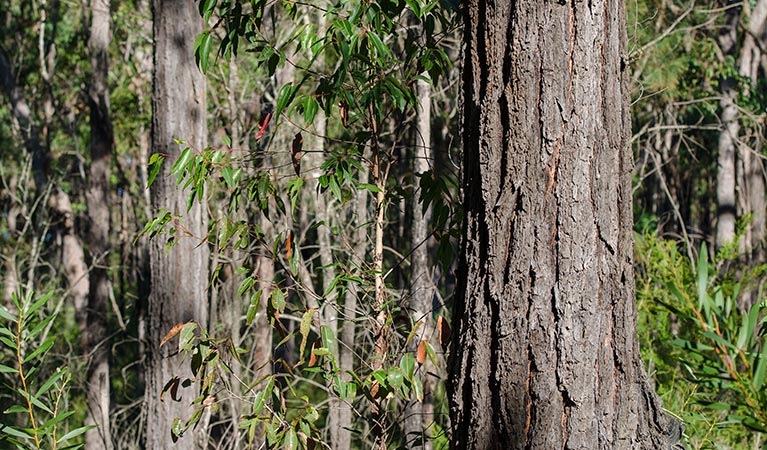 Karuah Nature Reserve. Photo: John Spencer