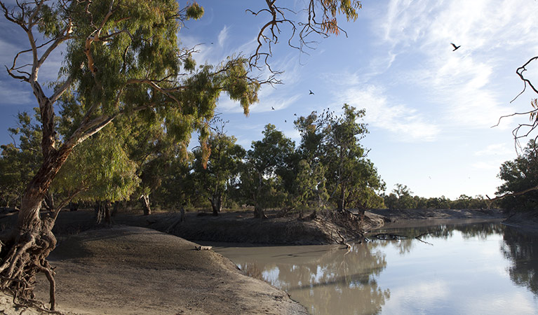 River Drive campground, Kinchega National Park. Photo: David Finnegan