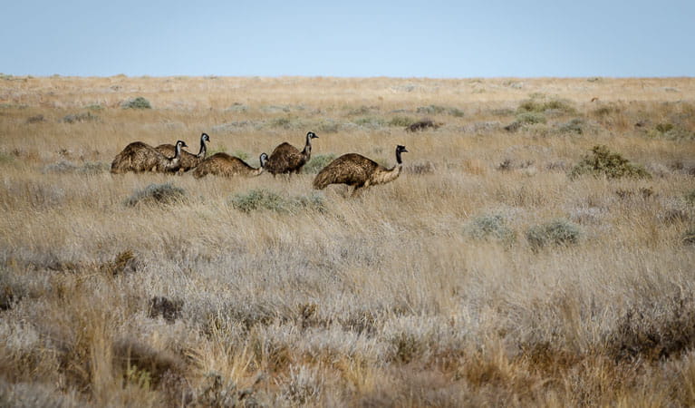 Emus (Dromaius novaehollandiae) in Kinchega National Park. Photo: John Spencer