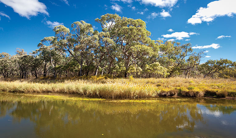 Kings Plains camping area, Kings Plains National Park. Photo: Rob Cleary