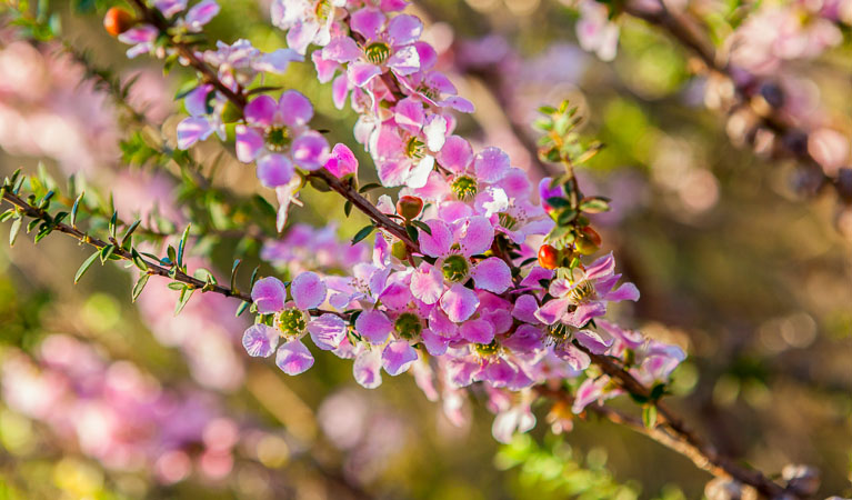 Wildflowers in Ku-ring-gai Chase National Park. Photo: David Finnegan