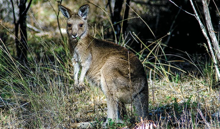 Eastern grey kangaroo (Macropus giganteus), Kwiambal National Park. Photo: Michael van Ewijk