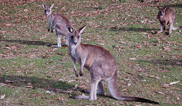 Eastern grey kangaroos (Macropus giganteus), Lake Macquarie State Conservation Area. Photo: Susan Davis