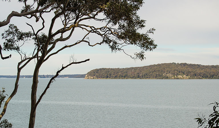 Wangi circuit walking track, Lake Macquarie State Conservation Area. Photo: Susan Davis