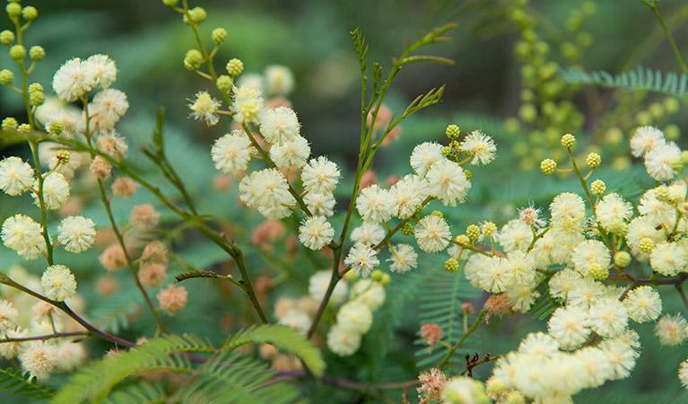 Wildflowers at Halfway Point picnic area, Lane Cove National Park. Photo: John Spencer