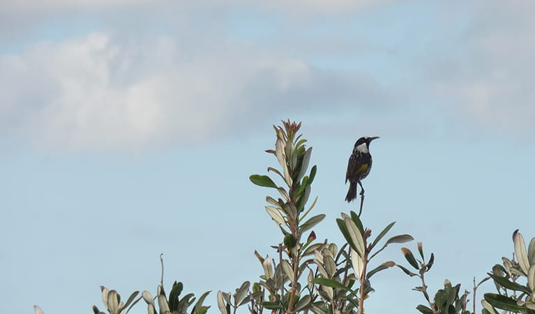 Bird, Limeburners Creek National Park. Photo: Barbara Webster