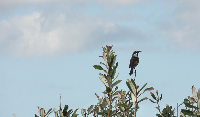 Bird, Limeburners Creek National Park. Photo: Barbara Webster