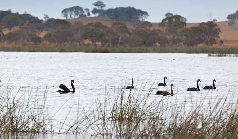 Swans, Little Llangothlin Nature Reserve. Photo: Rob Cleary