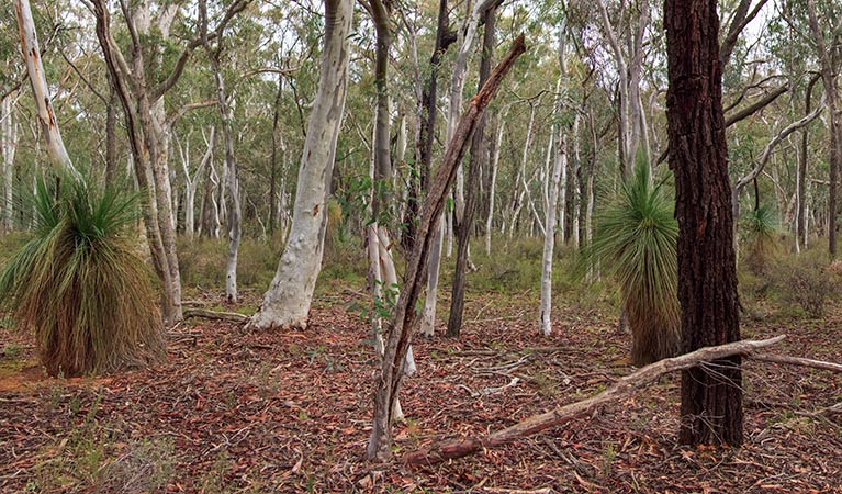 Native vegetation in Livingstone National Park. Photo: J Caldwell