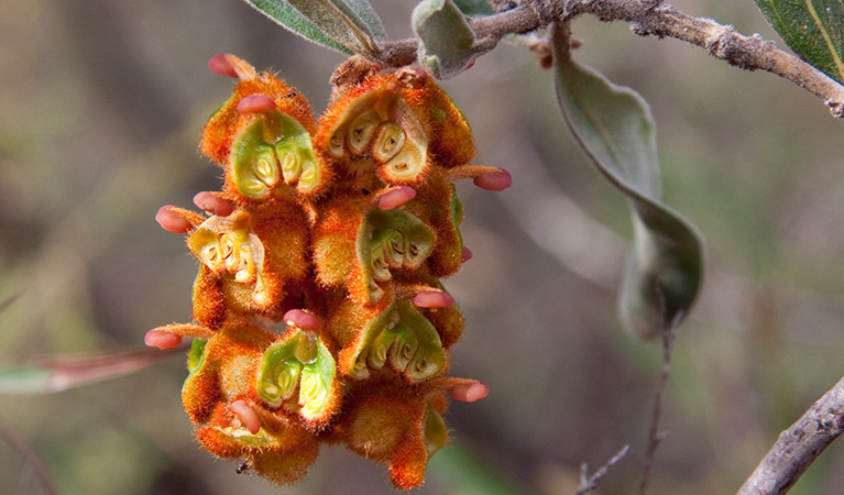 Mountain Grevillea (Grevillea alpina), Livingstone National Park. Photo: J Caldwell