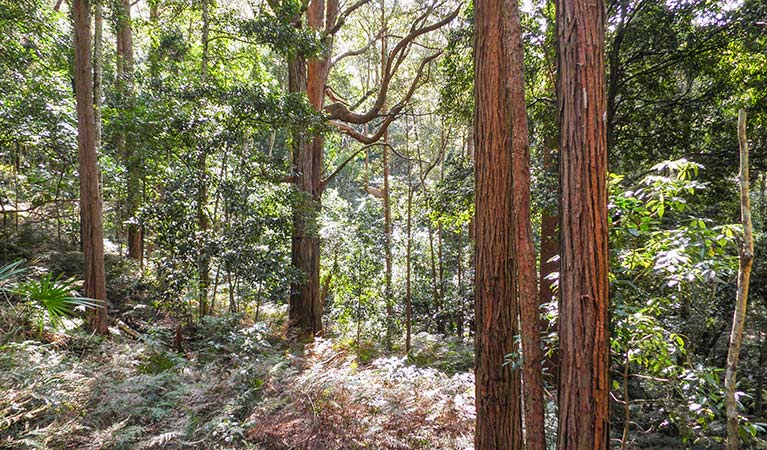 Macquarie Pass National Park. Photo: T Moody