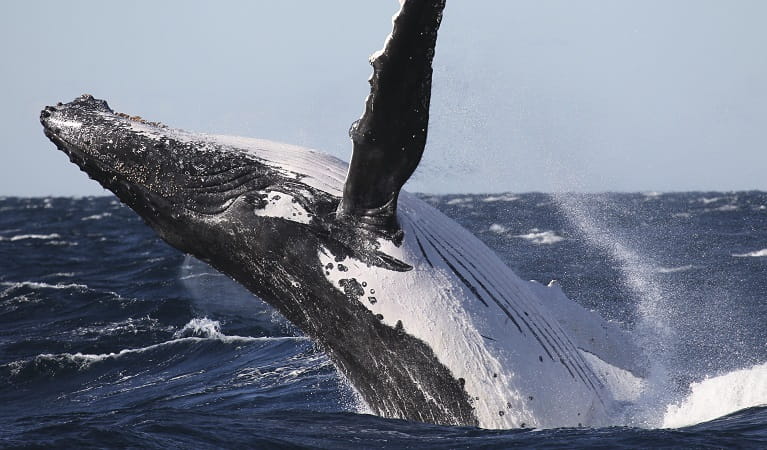 Humpback whale breaching off the coast of NSW. Photo: OEH