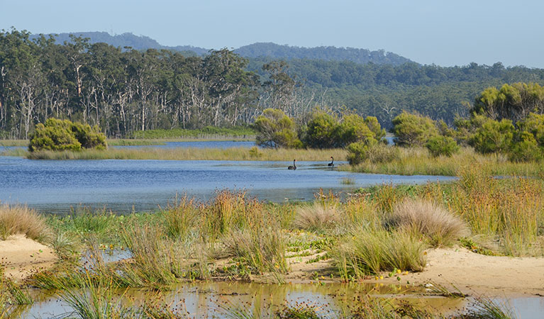 Meroo Lake, Meroo National Park. Photo: M Jarman