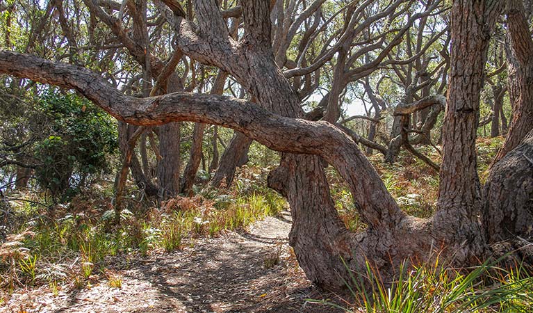 Middle Lagoon walking track, Mimosa Rocks National Park. Photo: John Yurasek