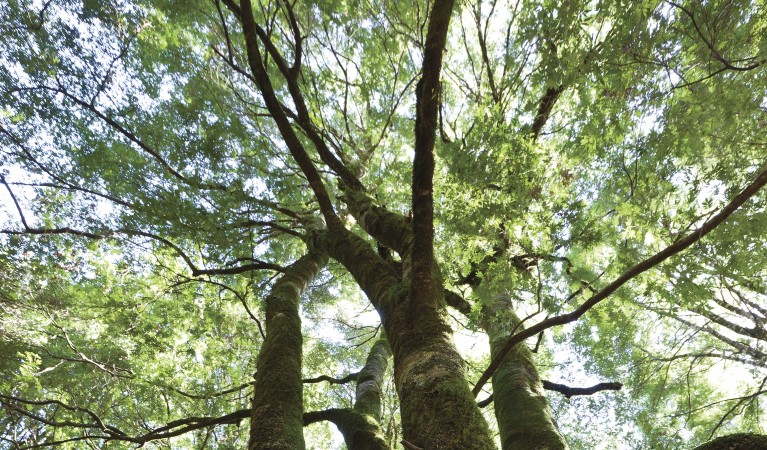 Sunlight through the tree canopy in Monga National Park. Photo Lucas Boyd &copy; DPIE