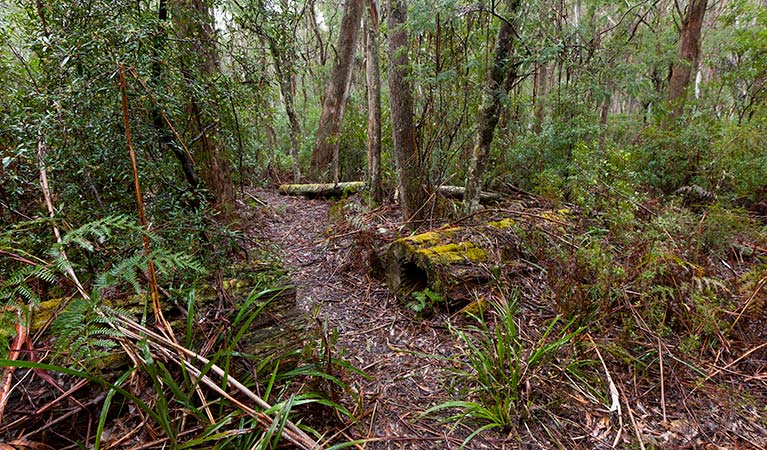 Mongarlowe River picnic area, Monga National Park. Photo: Lucas Boyd