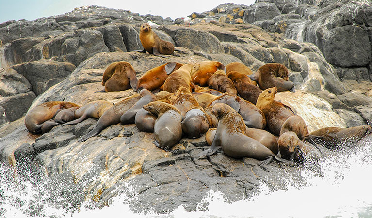 Australian fur seals (Arctocephalus pusillus), Montague Island Nature Reserve. Photo: M Jarman
