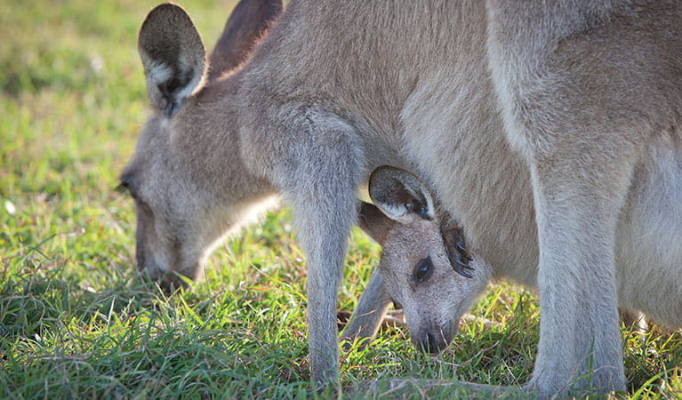 Eastern grey kangaroo (Macropus giganteus), Moonee Beach Nature Reserve. Photo: Rob Cleary/Seen Australia