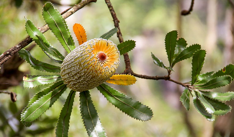 Honeysuckle (Banksia serrata), Morton National Park. Photo: John Yurasek