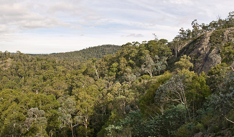 Nature walking track, Mount Canobolas State Conservation Area. Photo: Boris Hlavica