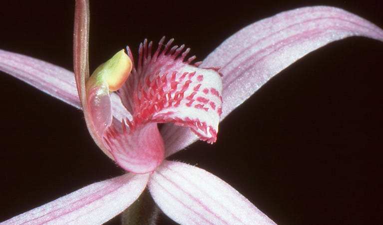 Close up view of a pink spider orchid flower, Mount Canobolas State Conservation Area. Photo credit: Colin Bower &copy; Colin Bower