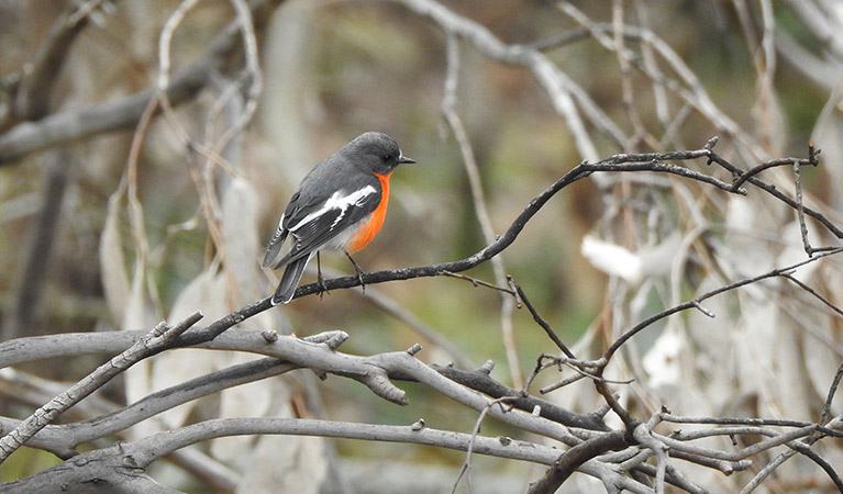 A flame robin on a tree branch in Mount Canobolas State Conservation Area. Photo credit: Rosemary Stapleton/DPIE &copy; Rosemary Stapleton