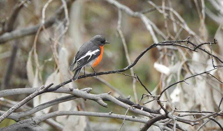A flame robin on a tree branch in Mount Canobolas State Conservation Area. Photo credit: Rosemary Stapleton/DPIE &copy; Rosemary Stapleton