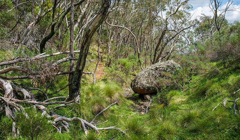 Hopetoun Falls track, Mount Canobolas State Conservation. Photo: Steve Woodhall