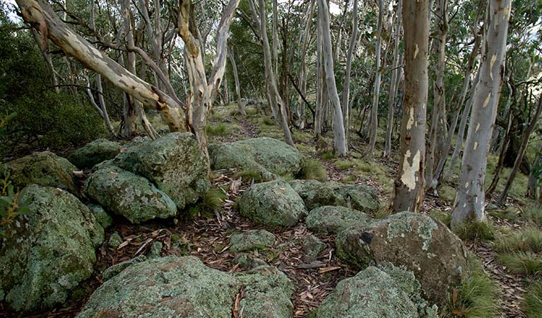 Lichen covered boulders and snowgum forest in Mount Canobolas State Conservation Area. Photo credit: Boris Hlavica &copy; DPIE