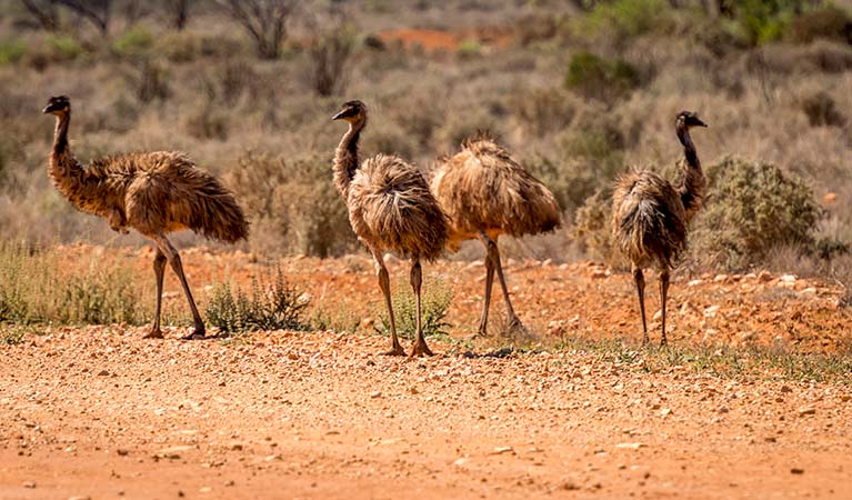 Mutawintji National Park. Photo: John Spencer