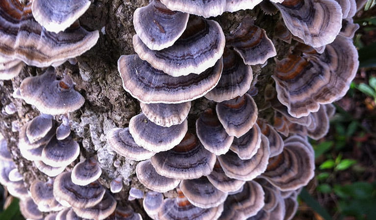 Fungi, Mount Hyland Nature Reserve. Photo: G James