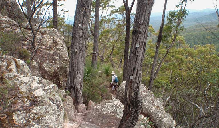 Mount Imlay Summit walking track, Mount Imlay National Park. Photo: David Costello