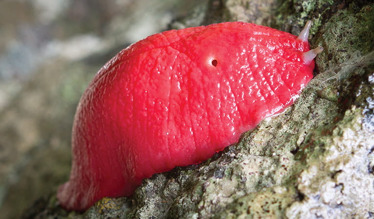 Pink Slug (Triboniophorus aff. graeffei), Mount Kaputar National Park. Photo: Rob Cleary