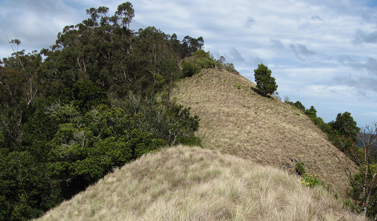 Pieries Peak walking track, Mount Royal National Park. Photo: Susan Davis