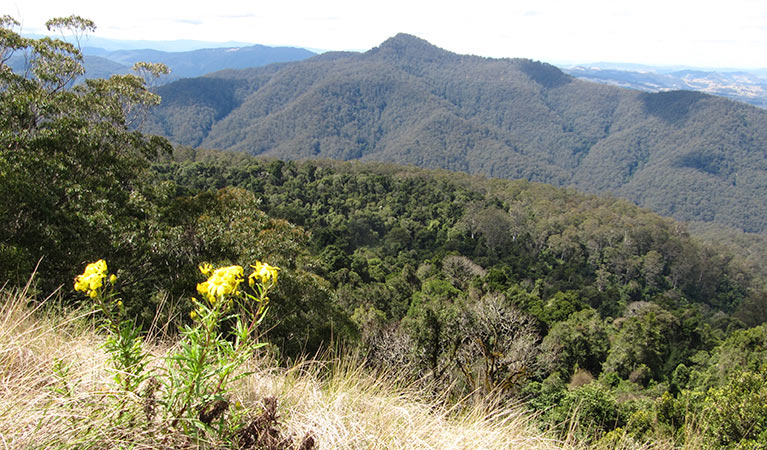 Views from Pieries Peak, Mount Royal National Park. Photo: Susan Davis 