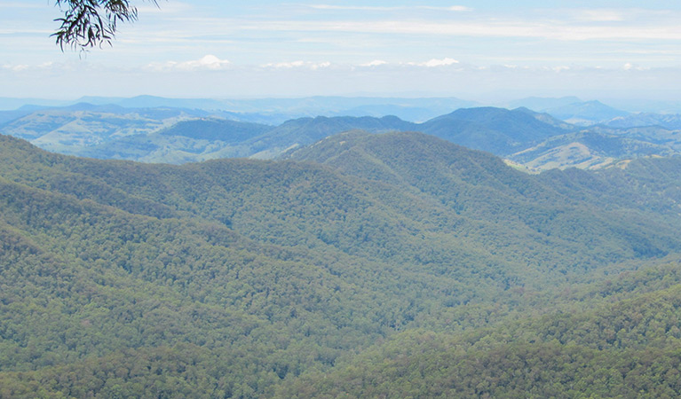 Pieries Peak walking track, Mount Royal National Park. Photo: Susan Davis