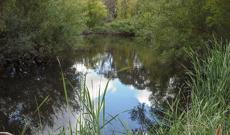 Summer Hill Creek, Mullion Range State Conservation Area. Photo: OEH