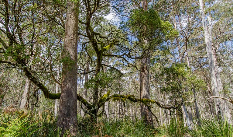 Panhandle fire trail, Mummel Gulf National Park. Photo: John Spencer