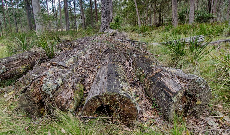 Mummel Gulf track, Mummel Gulf National Park. Photo: John Spencer