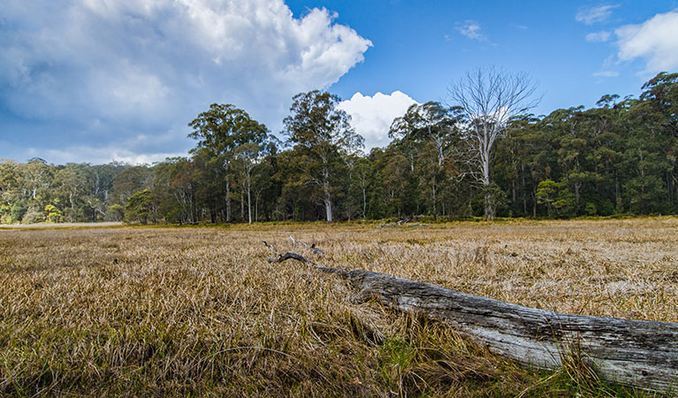 New Country Swamp campground, Mummel Gulf National Park. Photo: John Spencer