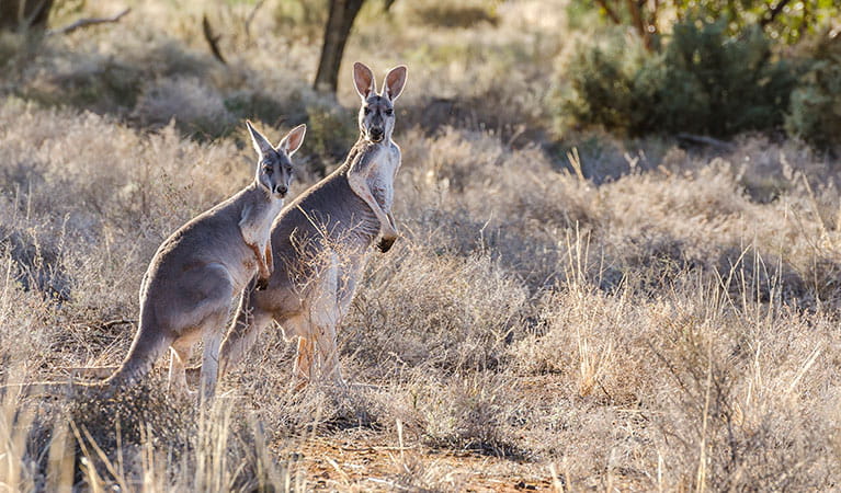 Eastern grey kangaroos (Macropus giganteus), Mungo National Park. Photo: John Spencer