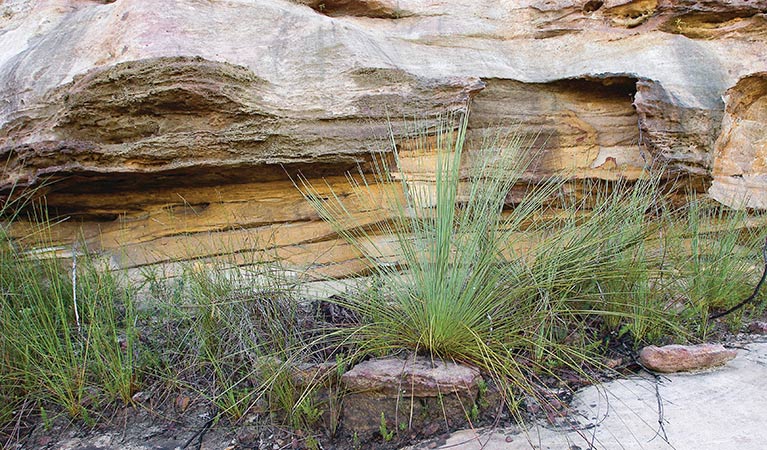 Sandstone wall in Muogamarra Naure Reserve. Photo: Michael Van Ewijk