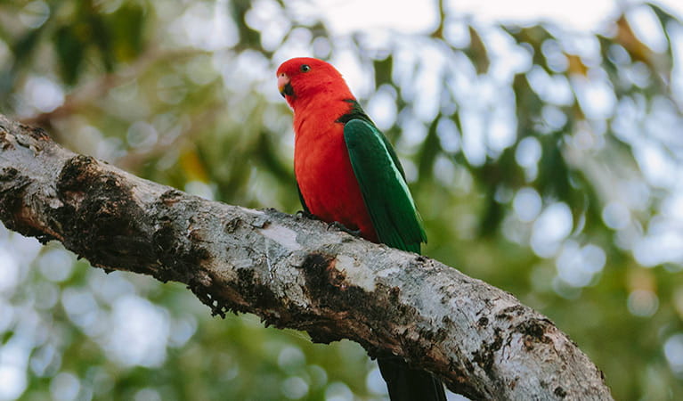 Australian King-parrot (Alisterus scapularis), Murramarang National Park. Photo: David Finnegan