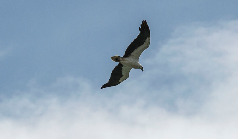 Murramarang National Park. Photo: David Finnegan